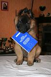 VENTE CHIOT 077